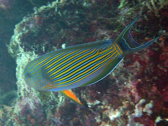 Acanthurus lineatus stripet kirurgfisk